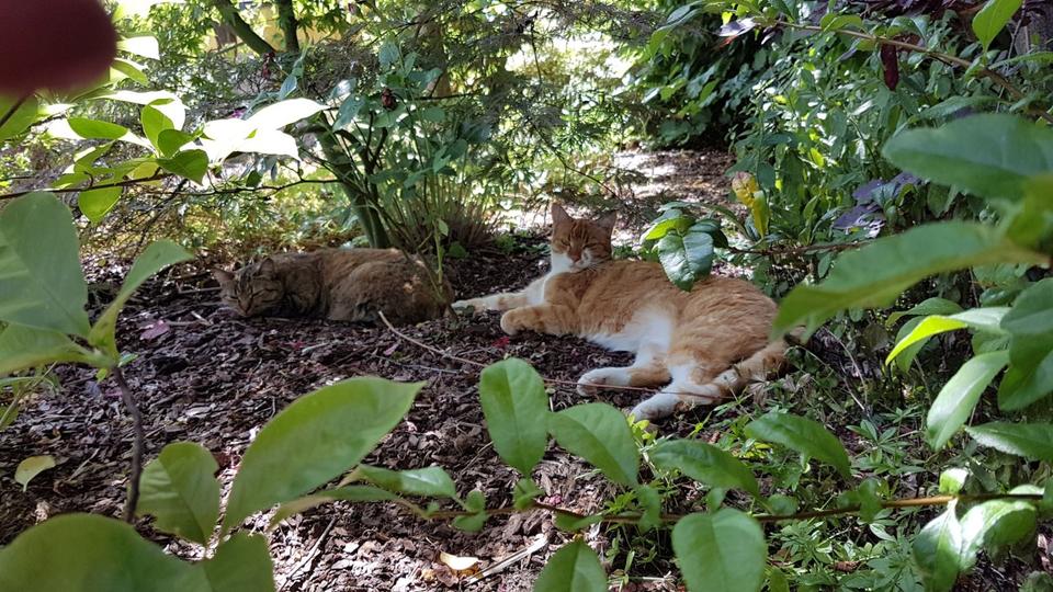 Doppelhaushälfte, Dortmund, Zeitmiete März-Juli 2026, Uni-Nähe 4 zimmer