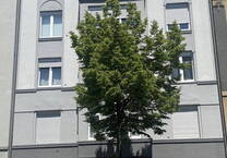 HausmeisterWohnung. Citynahe, renovierte und helle Wohnung für Hausmeister*in