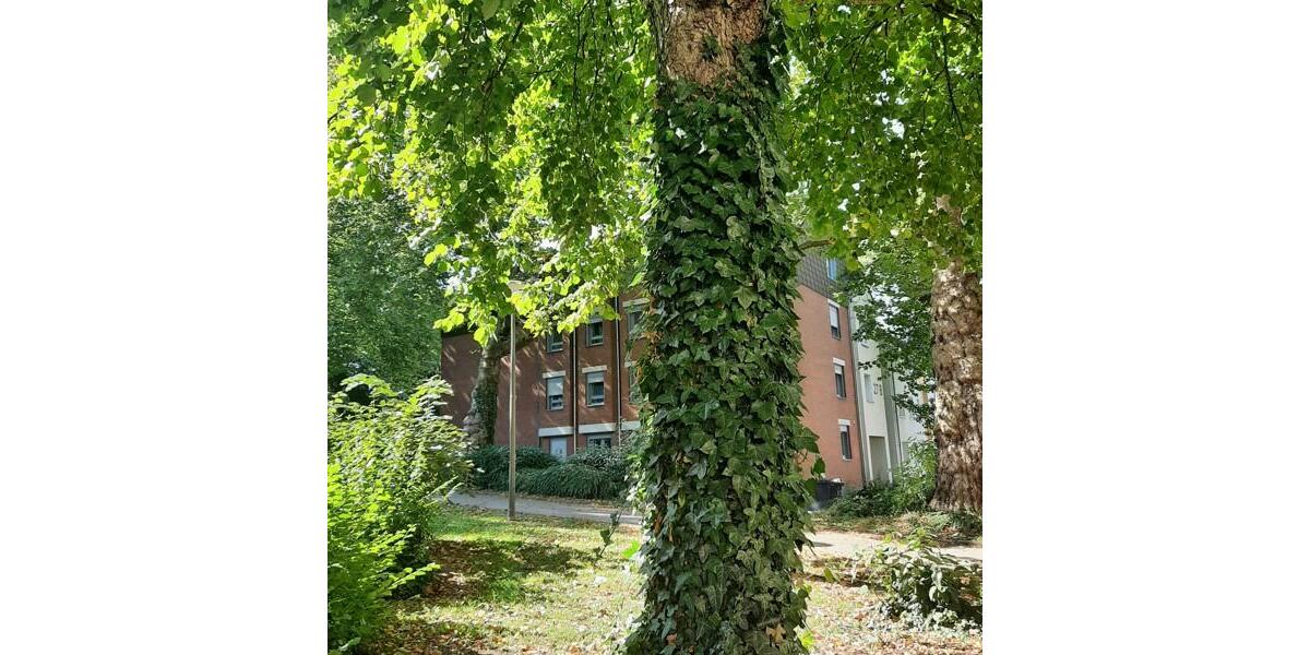 Erdgeschoßwohnung Dortmund - 1 Zimmer, 41 m&sup2;, 501&euro; | Angebot:26405898