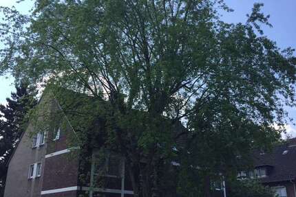 Wohnung zum Mieten in Herne 250 € 25 m² 1 zimmer