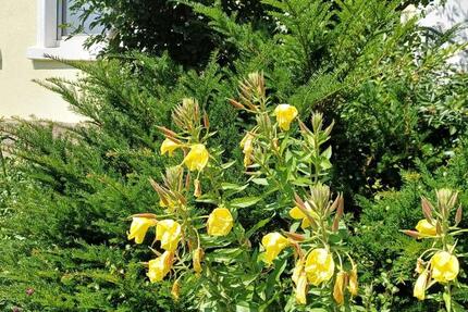 Wohnung Witten Heven - 3 Zimmer, 57 m&sup2;, 595&euro; | Angebot:24705668