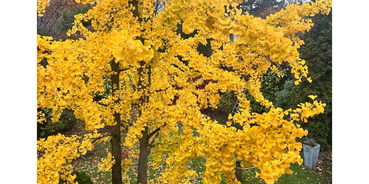 Etagenwohnung Oberhausen Rothebusch - 3 Zimmer, 82 m&sup2;, 860&euro; | Angebot:24803226