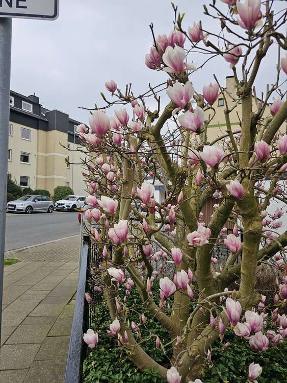 Wohnung zum Mieten in Essen 550 € 60 m²