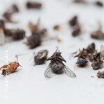 Das stille Sterben der Insekten