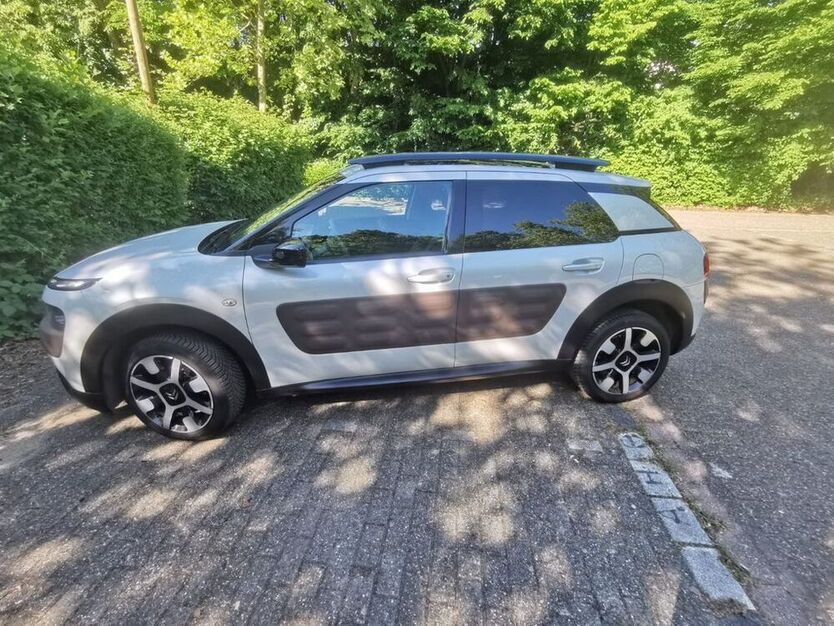 C4 Cactus